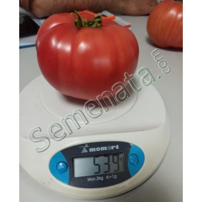 Certified seeds for pink tomatoes Multi Pembe F1 – Multi Tohum, perfect for greenhouses